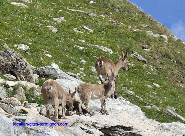 foto 12 Alquiler vacacional entre particulares Termignon la Vanoise appartement Rdano Alpes Saboya