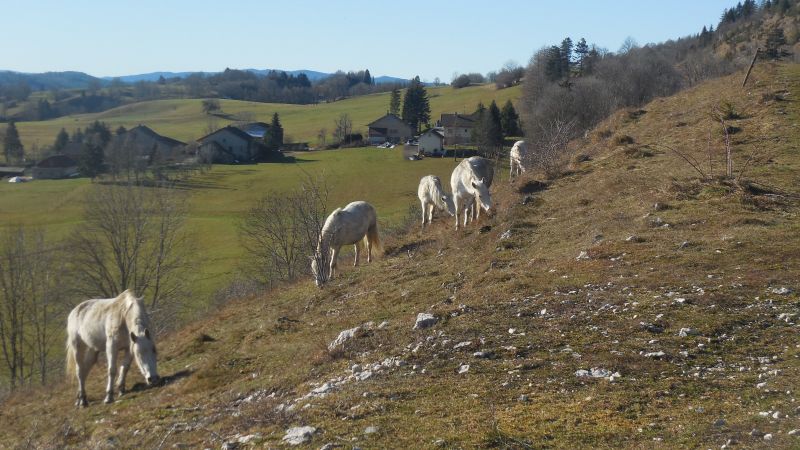 foto 28 Alquiler vacacional entre particulares Foncine le Bas maison Franco Condado Jura Otras vistas