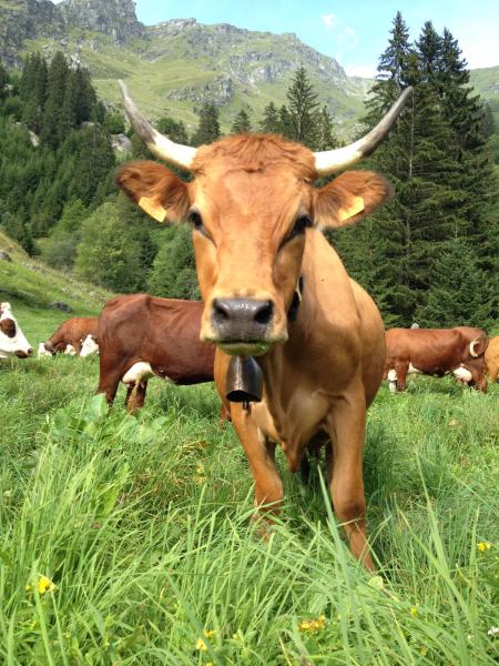 foto 19 Alquiler vacacional entre particulares Champagny en Vanoise appartement Rdano Alpes Saboya