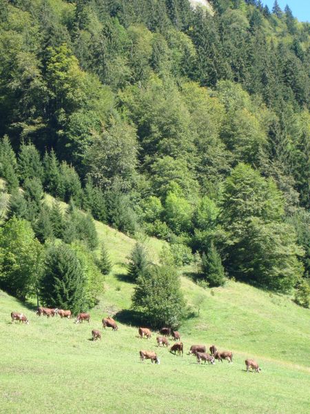 foto 17 Alquiler vacacional entre particulares Le Grand Bornand appartement Rdano Alpes Alta Saboya Vistas desde el alojamiento