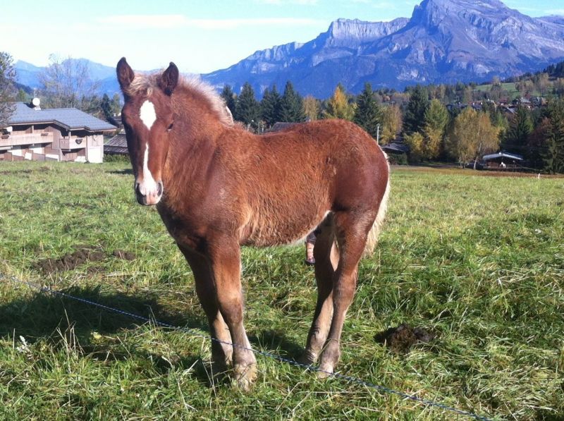 foto 15 Alquiler vacacional entre particulares Megve chalet Rdano Alpes Alta Saboya