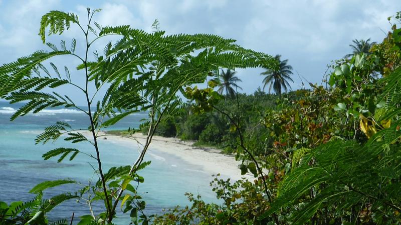 foto 8 Alquiler vacacional entre particulares Sainte Anne (Guadalupe) gite Grande Terre  Playa