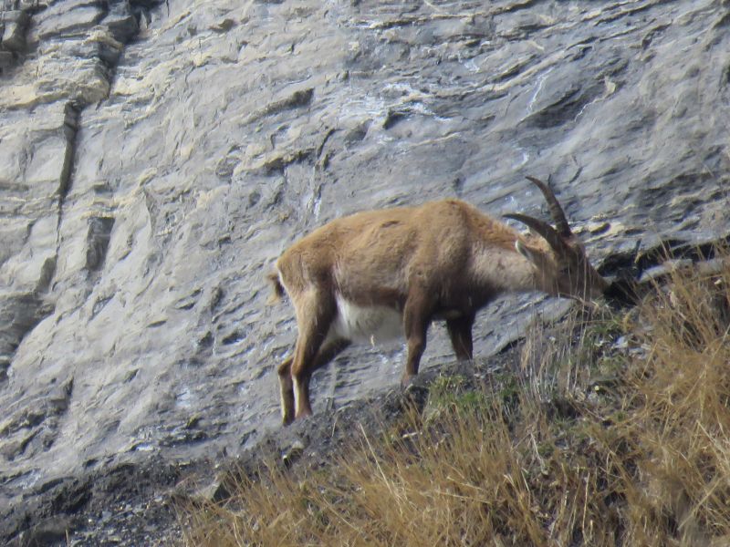 foto 18 Alquiler vacacional entre particulares Samons appartement Rdano Alpes Alta Saboya