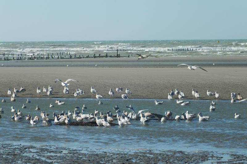 foto 12 Alquiler vacacional entre particulares Le Crotoy appartement Picarda Somme Playa