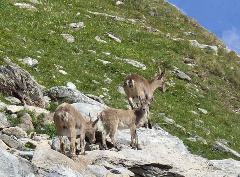 foto 14 Alquiler vacacional entre particulares Termignon la Vanoise gite Rdano Alpes Saboya