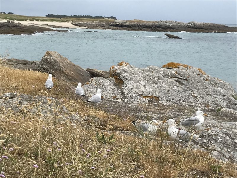 foto 10 Alquiler vacacional entre particulares Quiberon studio Bretaa Morbihan Playa