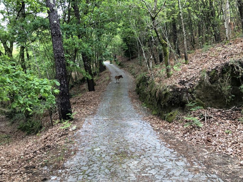 foto 9 Alquiler vacacional entre particulares Vieira do Minho gite Entre Duero y Mio