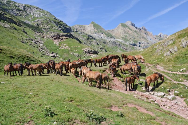 foto 17 Alquiler vacacional entre particulares Saint Lary Soulan studio Medioda-Pirineos Altos Pirineos Vistas de las proximidades