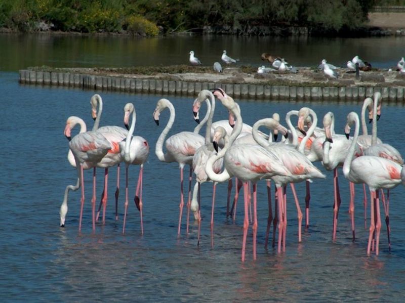 foto 15 Alquiler vacacional entre particulares Port Camargue studio Languedoc-Roselln Gard Vistas de las proximidades