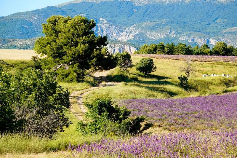 foto 20 Alquiler vacacional entre particulares Allemagne en Provence maison Provenza-Alpes-Costa Azul Alpes de Alta Provenza Vistas de las proximidades