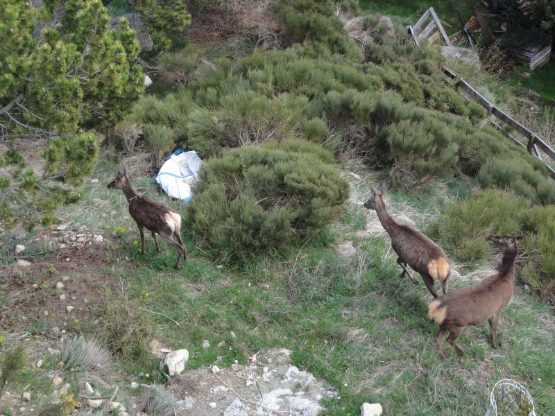 foto 24 Alquiler vacacional entre particulares Les Angles chalet Languedoc-Roselln Pirineos Orientales Jardn