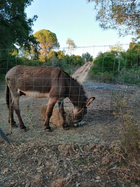 foto 26 Alquiler vacacional entre particulares Armao de Pera gite Algarve