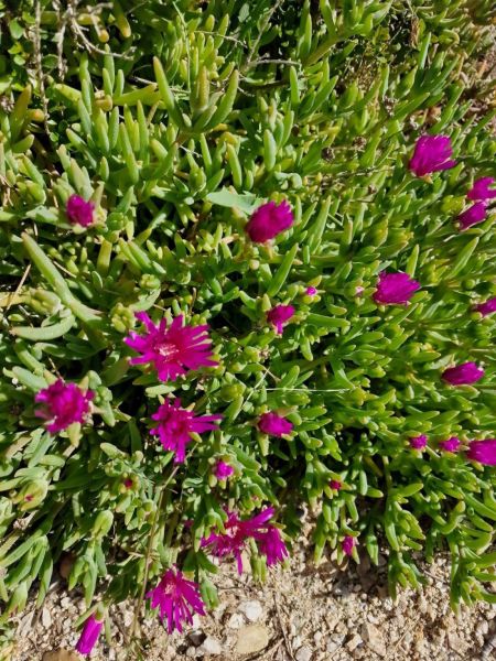 foto 18 Alquiler vacacional entre particulares Uzs appartement Languedoc-Roselln