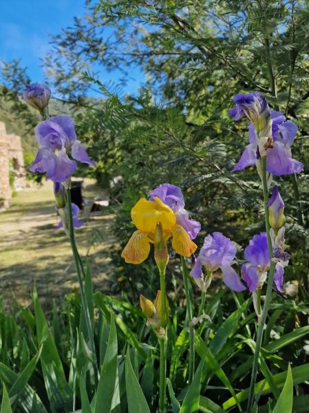 foto 7 Alquiler vacacional entre particulares Uzs appartement Languedoc-Roselln