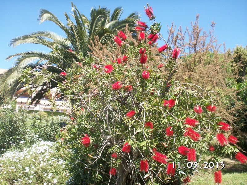 foto 12 Alquiler vacacional entre particulares Sainte Maxime appartement Provenza-Alpes-Costa Azul Var Jardn