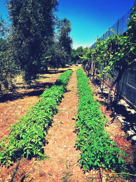 foto 8 Alquiler vacacional entre particulares Peschici appartement Apulia Foggia (provincia de)