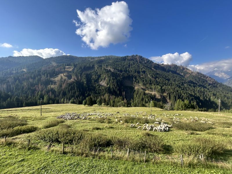 foto 4 Alquiler vacacional entre particulares Selva di Cadore appartement Vneto Belluno (provincia de)