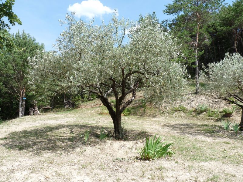 foto 6 Alquiler vacacional entre particulares Buis les Baronnies villa Rdano Alpes Drme Jardn