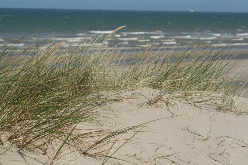 foto 16 Alquiler vacacional entre particulares Bray-Dunes maison Norte-Paso de Calais Norte