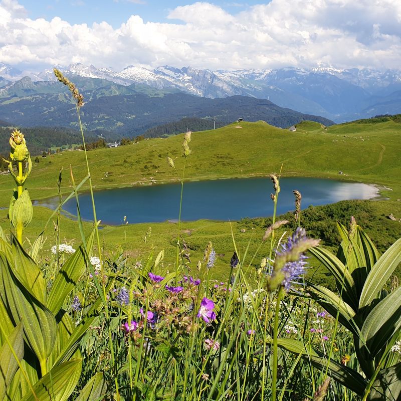 foto 15 Alquiler vacacional entre particulares Praz de Lys Sommand studio Rdano Alpes Alta Saboya